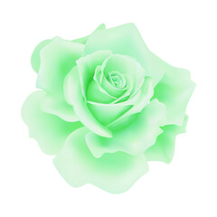 Vector green rose flower on isolated background