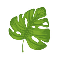 Vector tropical split leaf philodendron illustration