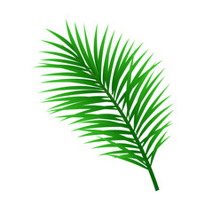 Vector tropical palm leaf isolated on white