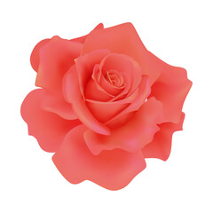 Vector red rose flower on isolated background