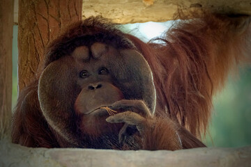 Portrait bornean orangutan