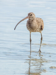Eastern Curlew in Queensland Australia
