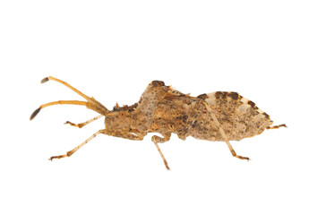 Western conifer seed bug isolated on white background, Leptoglossus occidentalis
