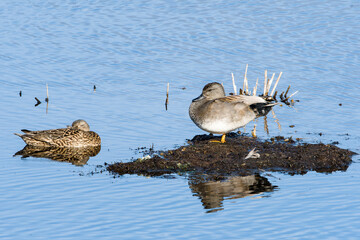 Schnatterenten Pärchen	