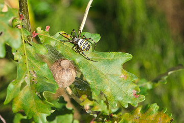Argiope (Wavy-rayed spider) watching over its nest on an oak leaf.