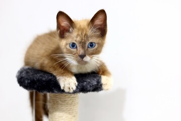 Cute little blue eyes kitten in a new home