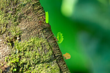 Leafcutter ant (Atta cephalotes) on branch, carrying green leaf. It cuts leaves and grows mushrooms in an anthill on them. Manuel Antonio National Park, Costa Rica wildlife