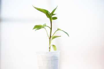 Fototapeta na wymiar Green sprout growing on white blurred background. Pepper seedlings in a glass on light backdrop. Young plant for publication, poster, calendar, post, screensaver, wallpaper, cover. Photo