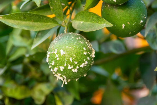 Citrus mealybug, Planococcus citri Hemiptera Pseudococcidae is the dangerous pest of different plants, including economically important tropical fruit trees and ornamental plants.