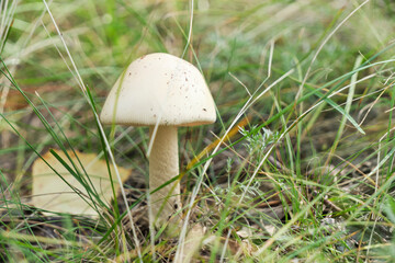 Mushroom in forest background of grass.