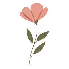 Flower Pink Illustration