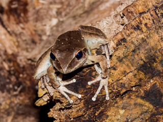 Eastern Stoney Creek Frog in Queensland Australia