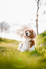 Adorable welsh springer spaniel dog breed on a spring day.