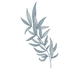 Decorative flat twig with leaves. Vector isolated plant illustration, natural branch, sketch style.