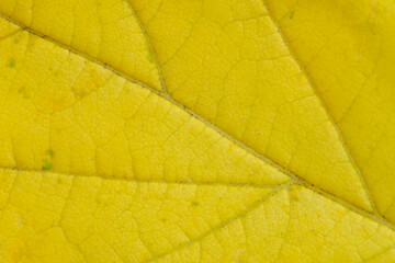 Naklejka na ściany i meble Texture yellow maple leaf in macro photograph.