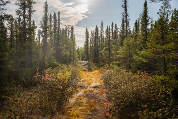 Les magnifiques forêt de la baie James au canada - obrazy, fototapety, plakaty