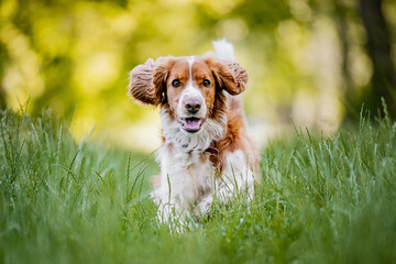 Adorable welsh springer spaniel dog breed running on a green meadow.