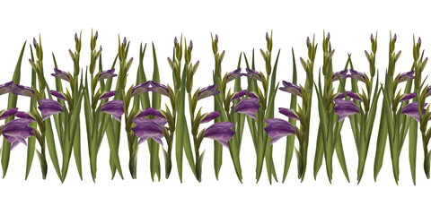 Fototapeta na wymiar Watercolor gladioluses plant seamless pattern, border Hand drawn floral digital illustration of violet flowers buds, leaves. Isolated white background Repeating horizontal design for print, wallpaper.