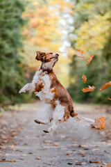 Adorable welsh springer spaniel dog breed jumping in autumn park full of leaves. Dog playing with leaves.