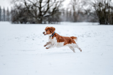 Adorable welsh springer spaniel dog breed running on a snowy land.