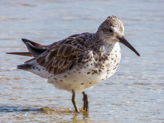 Great Knot in Queensland Australia