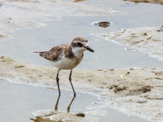 Greater Sand Plover in Queensland Australia