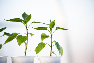 Green peppers seedlings in white plastic glasses on the white blurred background. Three young sprouts growing for publication, poster, calendar, post, wallpaper, cover. High quality photo