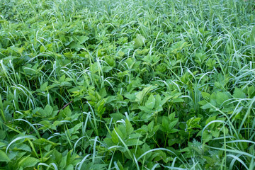 Green field of Ground elder plant, top view. Aegopodium podagraria, commonly called ground elder, herb gerard, bishop's weed for publication, poster, wallpaper, cover, post. High quality photo