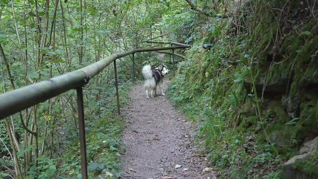 dog, husky, animal, pet, siberian, portrait, canine, breed, siberian husky, alaskan, sled dog, forest, brown, tree, grass, stay, walk, nature, green, trees, wood, park, woods, environment, jungle, lea