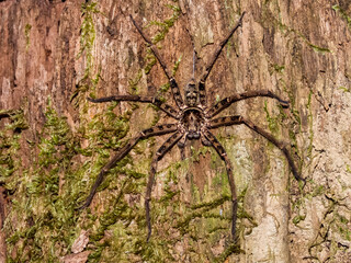 Huntsman Spider in Queensland Australia