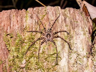 Huntsman Spider in Queensland Australia