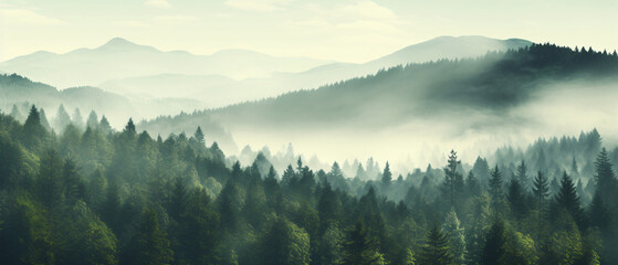 The landscape of pine forests on the mountains is interspersed with morning mist. natural background concept