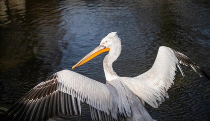 Dalmatian pelican (Pelecanus crispus) perched atop the calm waters of a lake