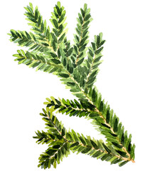 Watercolor Christmas branch. Hand drawn botanical element isolated on white background. Watercolor spruce branches. Realistic branches of green pine. branch with needles.