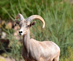 Bighorn Sheep in Nevada Desert, Boulder City, NV