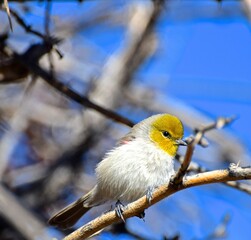 Closeup of a Verdin on a tree branch in Mojave Desert, NV