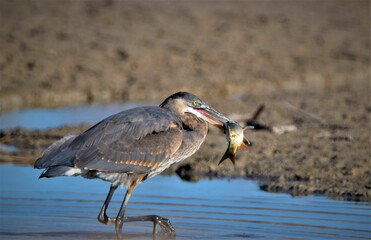 Great Blue Heron Eating Carp in of Wetlands, Las Vegas, NV