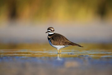 Closeup of a killdeer bird in water