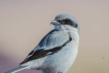 Closeup of a Loggerhead Shrike in Mojave Desert, NV