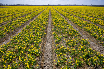 Commercial crop field of daffodils, North Holland, Netherlands.