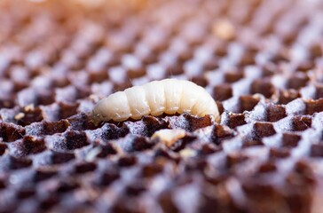 Macro of a Galleria mellonella wax moth perched on a honeycomb