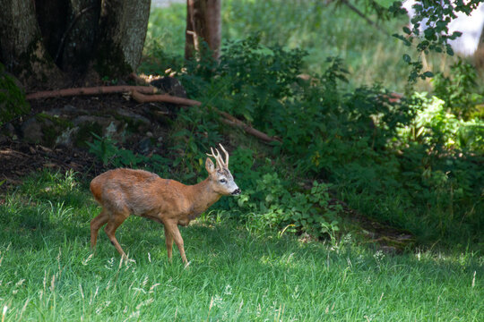 roe deer small wild fawn woods and fields Italy