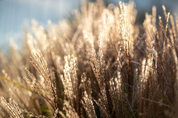 Dry pampas grass at sunset light outdoors. Plant Cortaderia selloana soft focus. Natural abstract background with fluffy dry reeds in sunlight