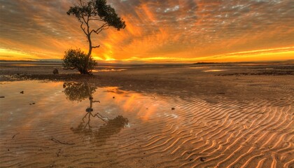 Solitary tree at Wellington Point, Redlands, Brisbane, Queensland, Australia at sunset - obrazy, fototapety, plakaty