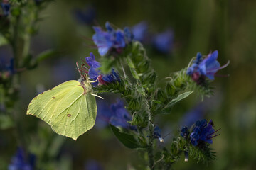 Common brimstone (Gonepteryx rhamni)