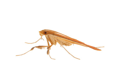 Red birch slender moth isolated on white background, Caloptilia betulicola