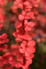 a selective focus macro shot of 
Orange Rocket Barberry
, Berberis thunbergii 'Orange Rocket'