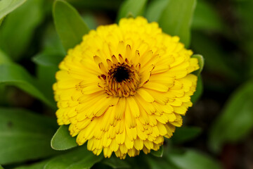 english marigold, Calendula officinalis, the pot marigold, common marigold, ruddles, Mary's gold or Scotch marigold close up 