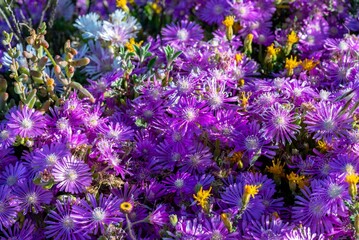 purple and yellow flowers in a garden are blooming nicely