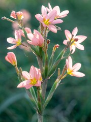 an unoccupied plant with small pink flowers that are sprouting